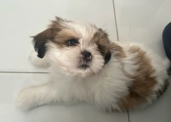 Purebread Shih Tzu Puppies For Sale!